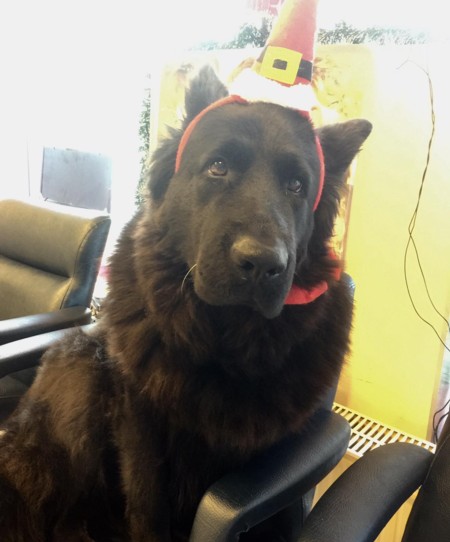 Hilfe für Tiere in Not Wer Hunde nicht gut behandelt, sollte nie mehr einen Hund halten dürfen
